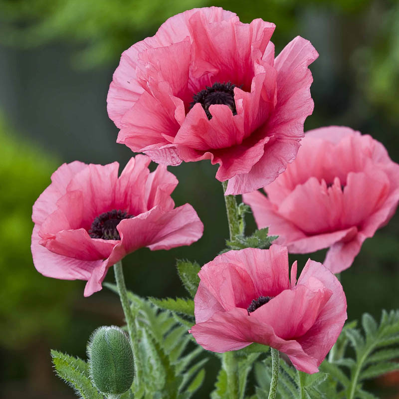 6594  Papaver orientale  Pink Perfection  I  Svenskt namn  :Jättevallmo  I  Krukstorlek   : 11c  I  Förväntad Höjd  :  70 cm  I  Blomningstid :  juni-juli - 4