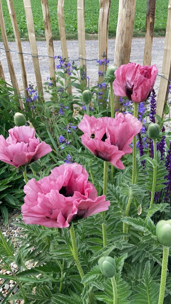 6594  Papaver orientale  Pink Perfection  I  Svenskt namn  :Jättevallmo  I  Krukstorlek   : 11c  I  Förväntad Höjd  :  70 cm  I  Blomningstid :  juni-juli - 3
