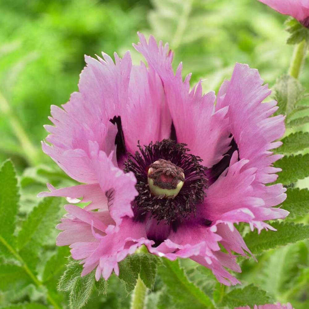 6594  Papaver orientale  Pink Perfection  I  Svenskt namn  :Jättevallmo  I  Krukstorlek   : 11c  I  Förväntad Höjd  :  70 cm  I  Blomningstid :  juni-juli - 2