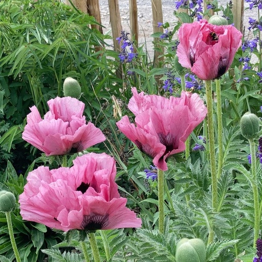 6594  Papaver orientale  Pink Perfection  I  Svenskt namn  :Jättevallmo  I  Krukstorlek   : 11c  I  Förväntad Höjd  :  70 cm  I  Blomningstid :  juni-juli