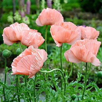 6599  Papaver orientale  Princess Viktoria Louise  I  Svenskt namn  :Jättevallmo  I  Krukstorlek   : 11c  I  Förväntad Höjd  :  80 cm  I  Blomningstid :  juni-juli
