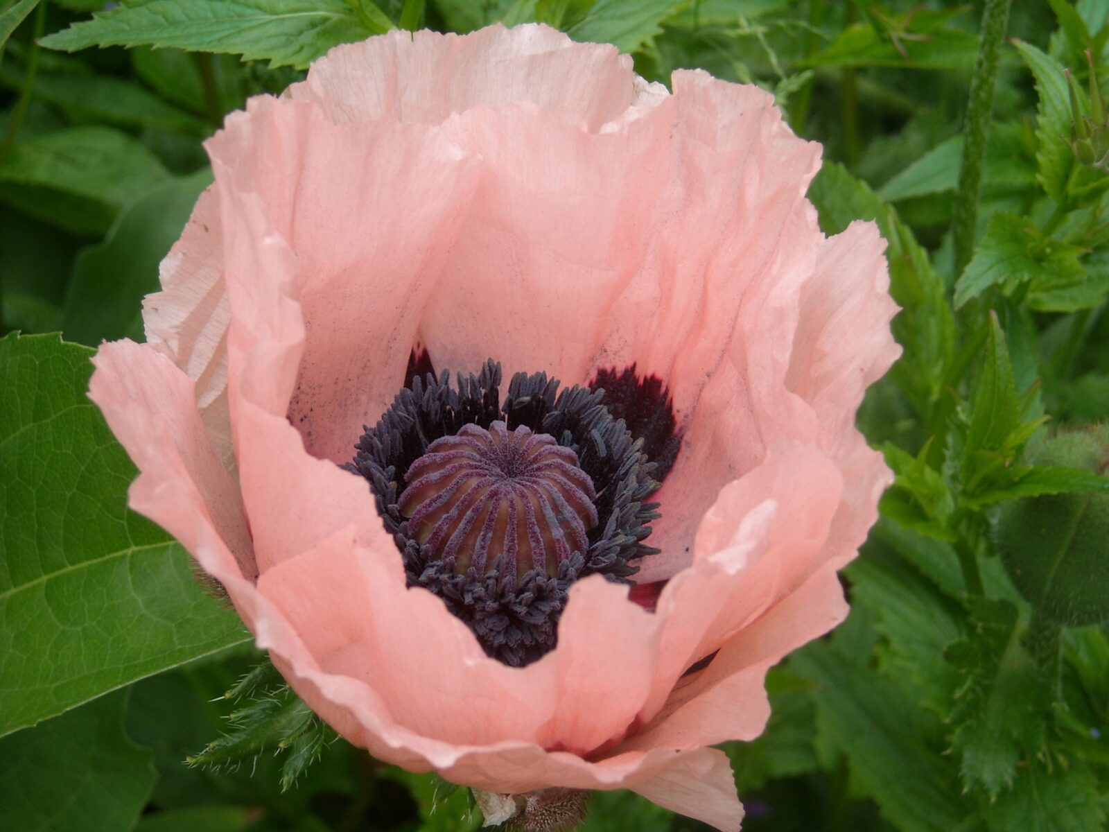 6599  Papaver orientale  Princess Viktoria Louise  I  Svenskt namn  :Jättevallmo  I  Krukstorlek   : 11c  I  Förväntad Höjd  :  80 cm  I  Blomningstid :  juni-juli - 3