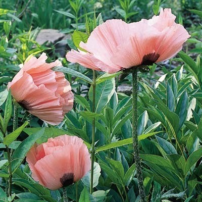 6599  Papaver orientale  Princess Viktoria Louise  I  Svenskt namn  :Jättevallmo  I  Krukstorlek   : 11c  I  Förväntad Höjd  :  80 cm  I  Blomningstid :  juni-juli - 2