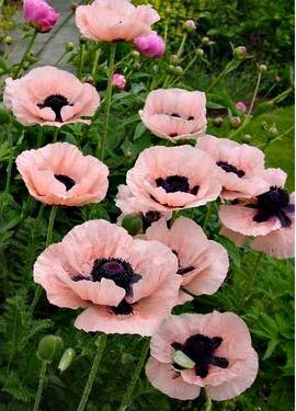 6599  Papaver orientale  Princess Viktoria Louise  I  Svenskt namn  :Jättevallmo  I  Krukstorlek   : 11c  I  Förväntad Höjd  :  80 cm  I  Blomningstid :  juni-juli - 4