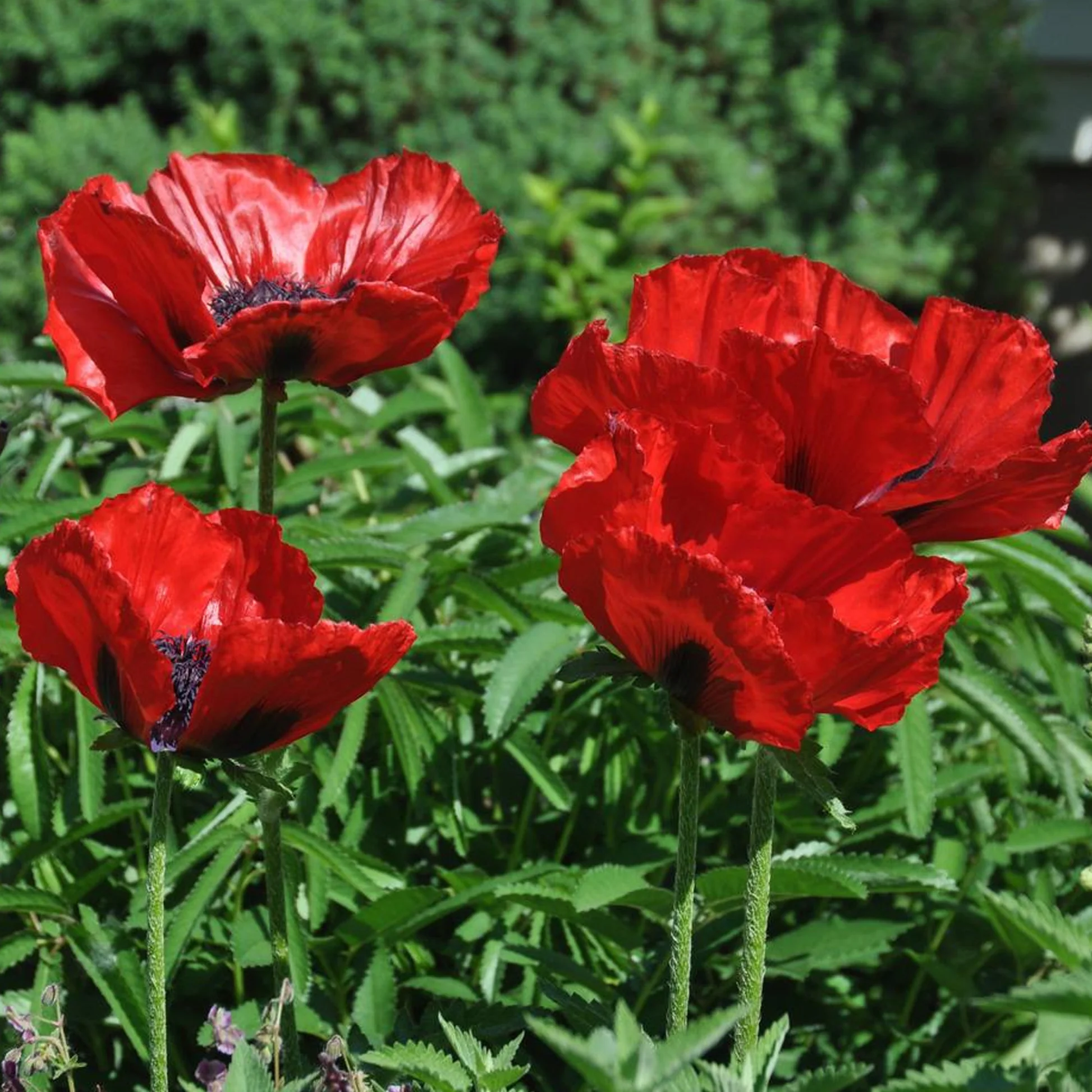 6595  Papaver orientale  Red Rumble  I  Svenskt namn  :Jättevallmo  I  Krukstorlek   : 11c  I  Förväntad Höjd  :  60 cm  I  Blomningstid :  juni-juli