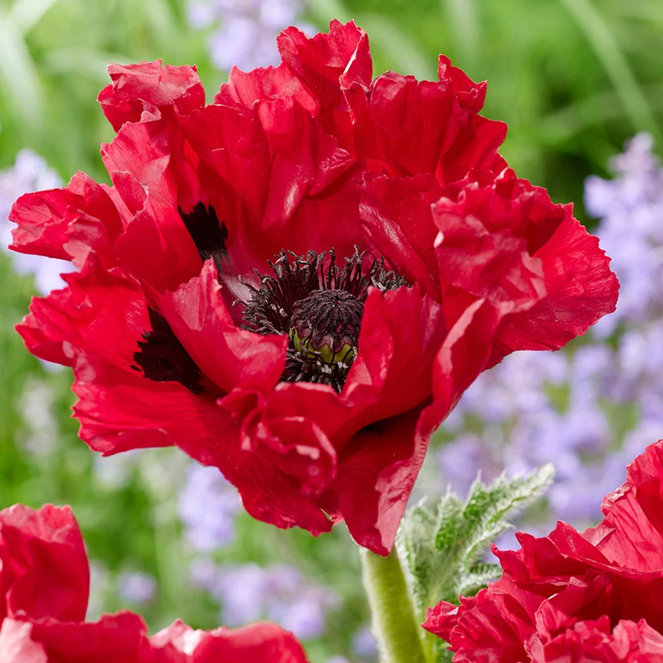 6595  Papaver orientale  Red Rumble  I  Svenskt namn  :Jättevallmo  I  Krukstorlek   : 11c  I  Förväntad Höjd  :  60 cm  I  Blomningstid :  juni-juli - 3