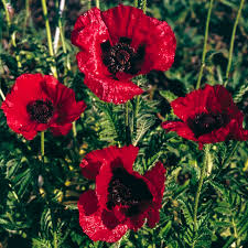 6595  Papaver orientale  Red Rumble  I  Svenskt namn  :Jättevallmo  I  Krukstorlek   : 11c  I  Förväntad Höjd  :  60 cm  I  Blomningstid :  juni-juli - 2