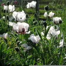 6586  Papaver orientale  Royal Wedding  I  Svenskt namn  :Jättevallmo  I  Krukstorlek   : 11c  I  Förväntad Höjd  :  80 cm  I  Blomningstid :  juni-juli - 2