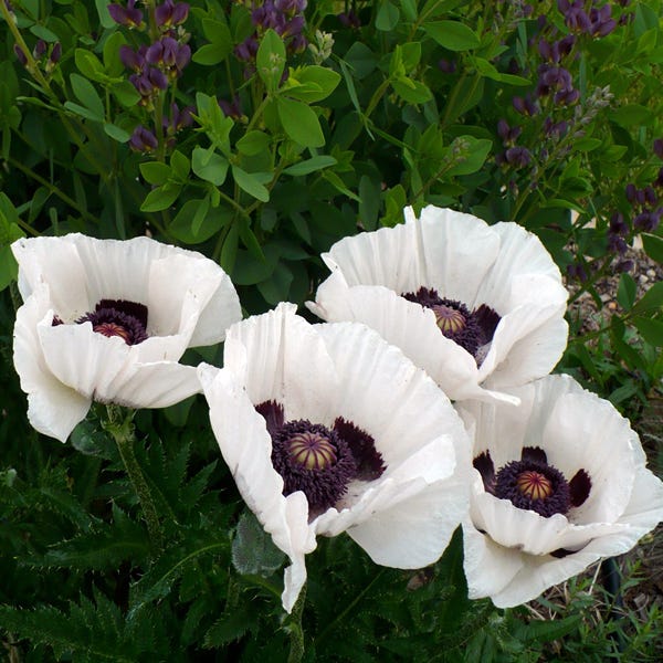 6586  Papaver orientale  Royal Wedding  I  Svenskt namn  :Jättevallmo  I  Krukstorlek   : 11c  I  Förväntad Höjd  :  80 cm  I  Blomningstid :  juni-juli - 4