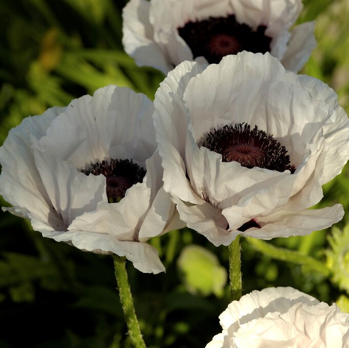 6586  Papaver orientale  Royal Wedding  I  Svenskt namn  :Jättevallmo  I  Krukstorlek   : 11c  I  Förväntad Höjd  :  80 cm  I  Blomningstid :  juni-juli