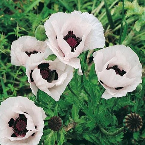 6586  Papaver orientale  Royal Wedding  I  Svenskt namn  :Jättevallmo  I  Krukstorlek   : 11c  I  Förväntad Höjd  :  80 cm  I  Blomningstid :  juni-juli - 3