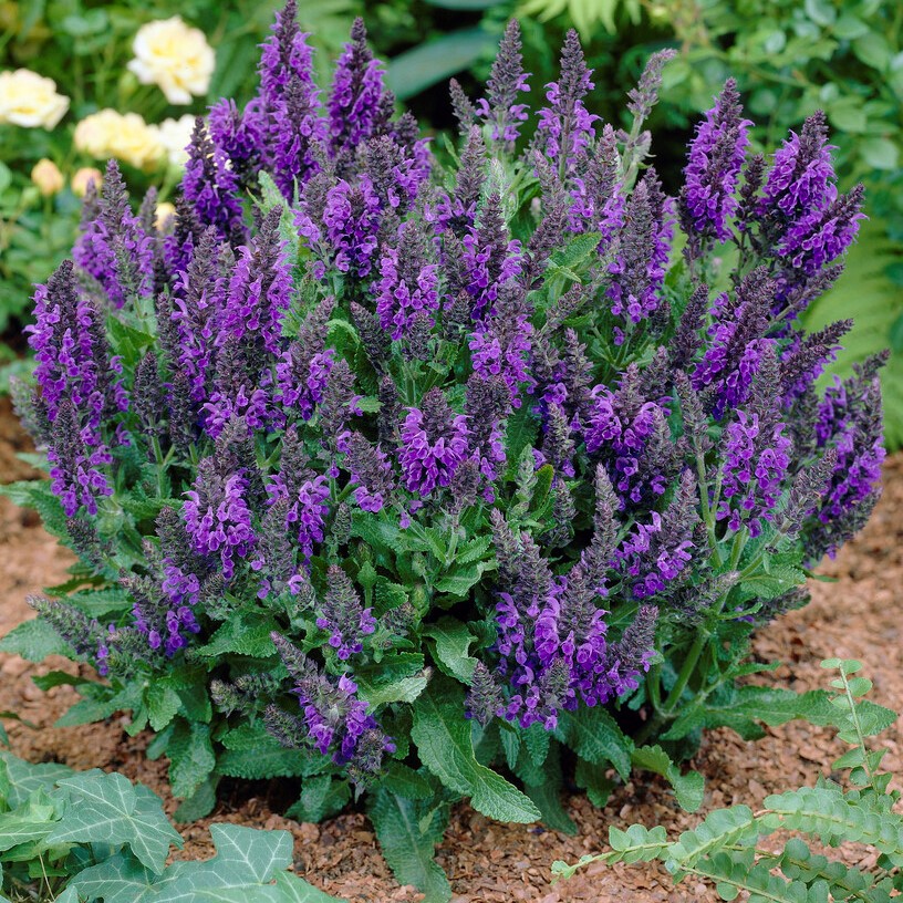 7646  Salvia nemorosa  MARCUS ® (Haeumanarc) (PBR)  I  Svenskt namn  :Stäppsalvia  I  Krukstorlek   : 11c  I  Förväntad Höjd  :  20 cm  I  Blomningstid :  juni-aug - 3