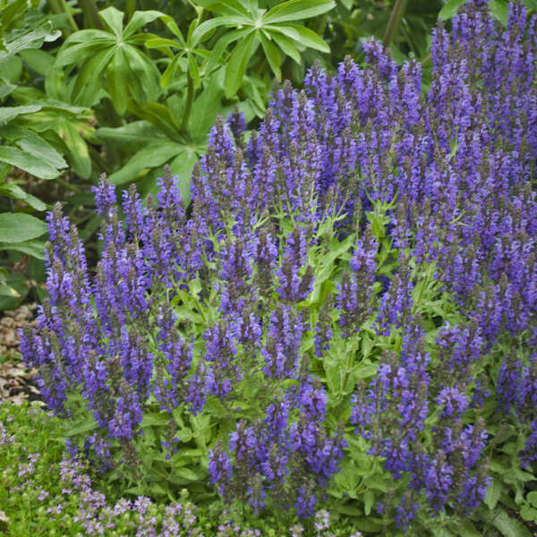 7646  Salvia nemorosa  MARCUS ® (Haeumanarc) (PBR)  I  Svenskt namn  :Stäppsalvia  I  Krukstorlek   : 11c  I  Förväntad Höjd  :  20 cm  I  Blomningstid :  juni-aug - 2