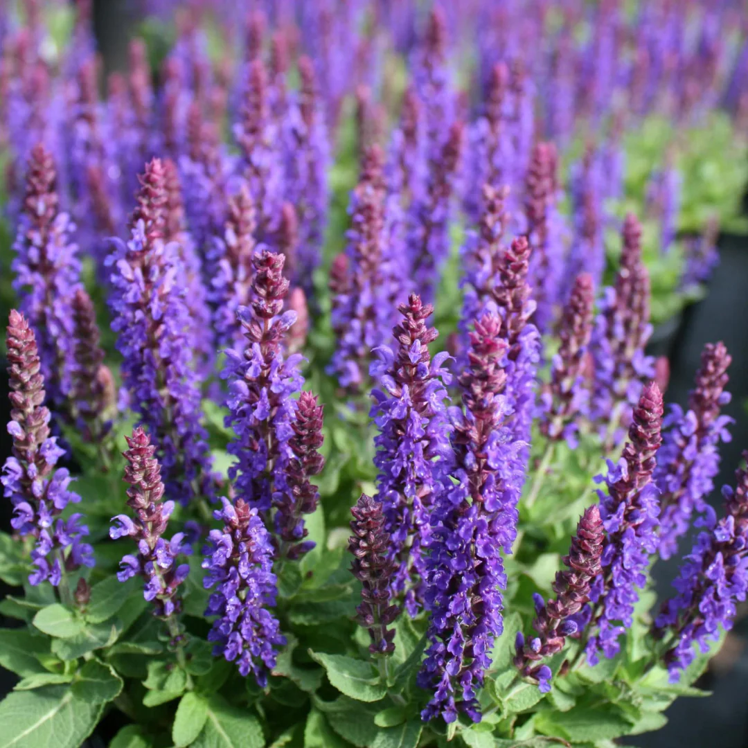 7646  Salvia nemorosa  MARCUS ® (Haeumanarc) (PBR)  I  Svenskt namn  :Stäppsalvia  I  Krukstorlek   : 11c  I  Förväntad Höjd  :  20 cm  I  Blomningstid :  juni-aug