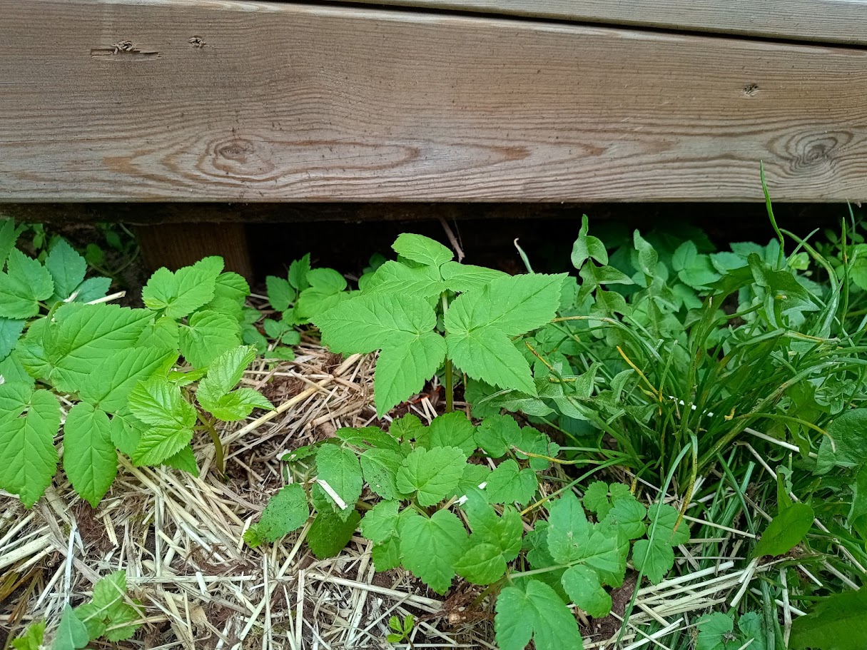"Hur kan jag hjälpa igelkotten i min trädgård?" - 18