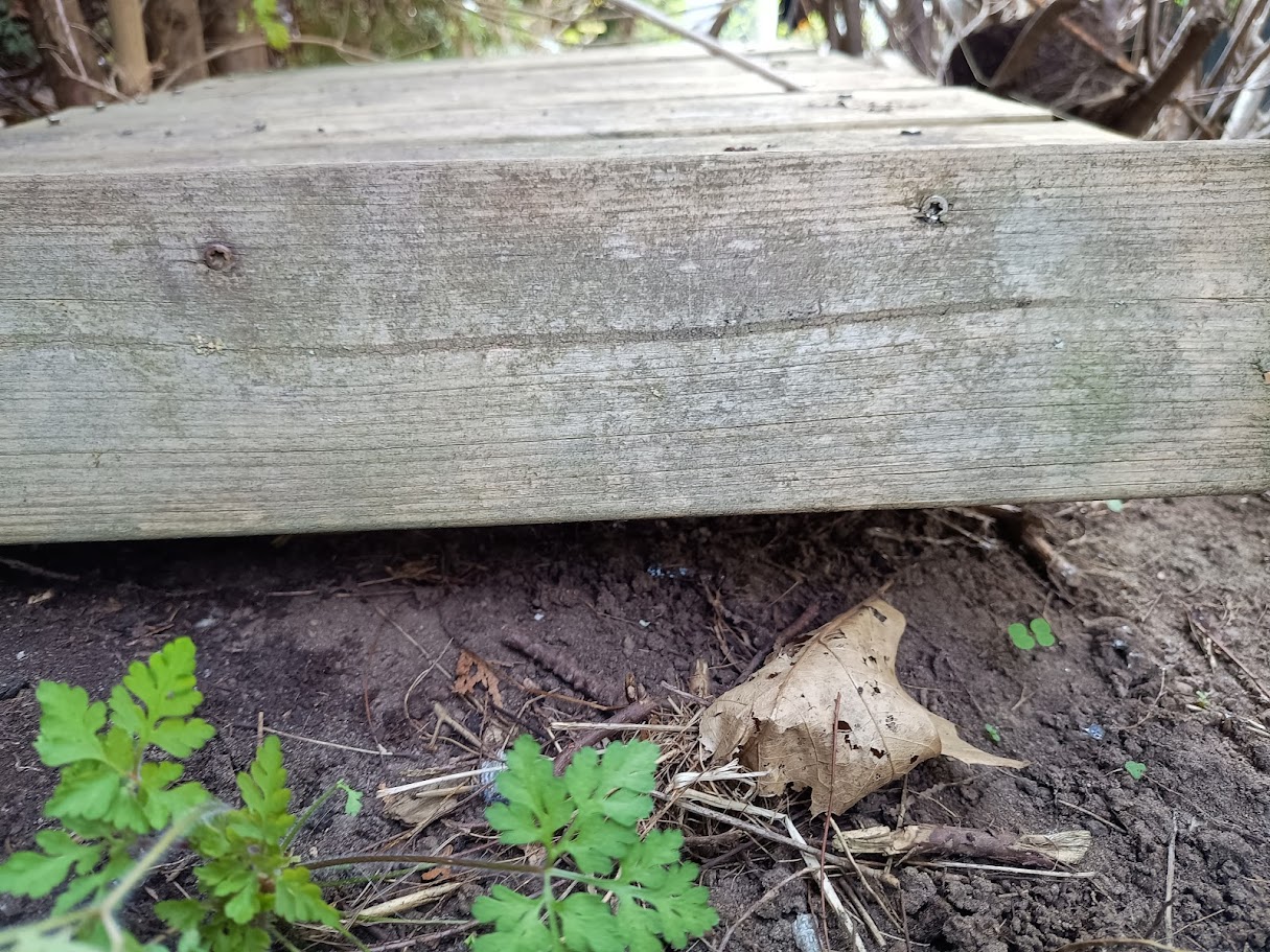 "Hur kan jag hjälpa igelkotten i min trädgård?" - 7