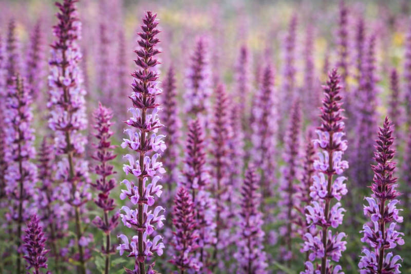 7651  Salvia nemorosa  Amethyst  I  Svenskt namn  :Stäppsalvia  I  Krukstorlek   : 11c  I  Förväntad Höjd  :  60 cm  I  Blomningstid :  juni-sept - 3