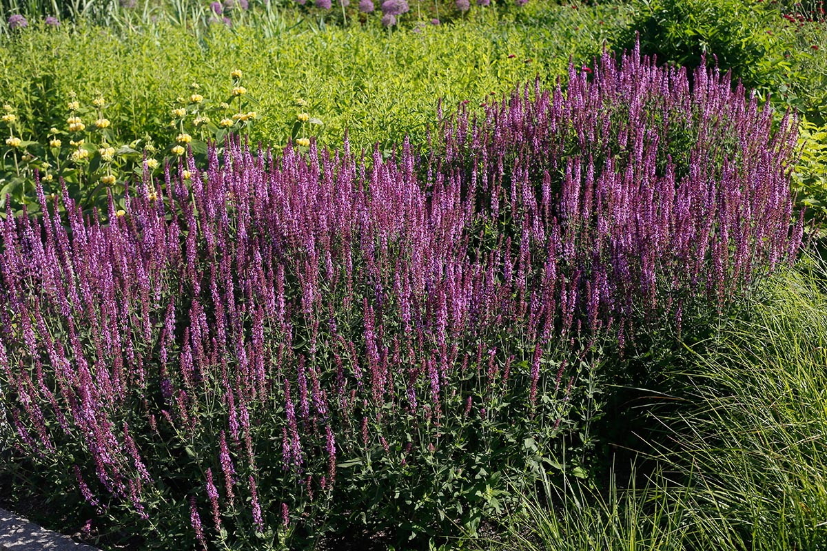 7651  Salvia nemorosa  Amethyst  I  Svenskt namn  :Stäppsalvia  I  Krukstorlek   : 11c  I  Förväntad Höjd  :  60 cm  I  Blomningstid :  juni-sept - 2