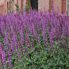 7651  Salvia nemorosa  Amethyst  I  Svenskt namn  :Stäppsalvia  I  Krukstorlek   : 11c  I  Förväntad Höjd  :  60 cm  I  Blomningstid :  juni-sept