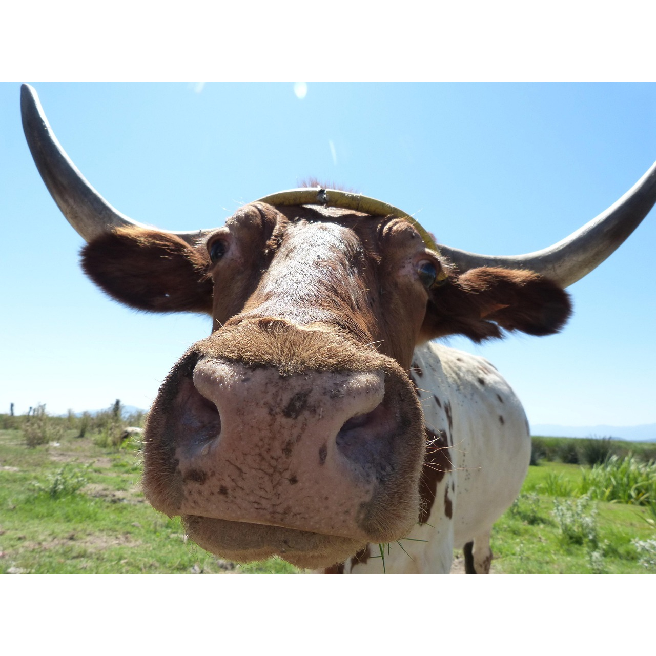 Ox mule with fur