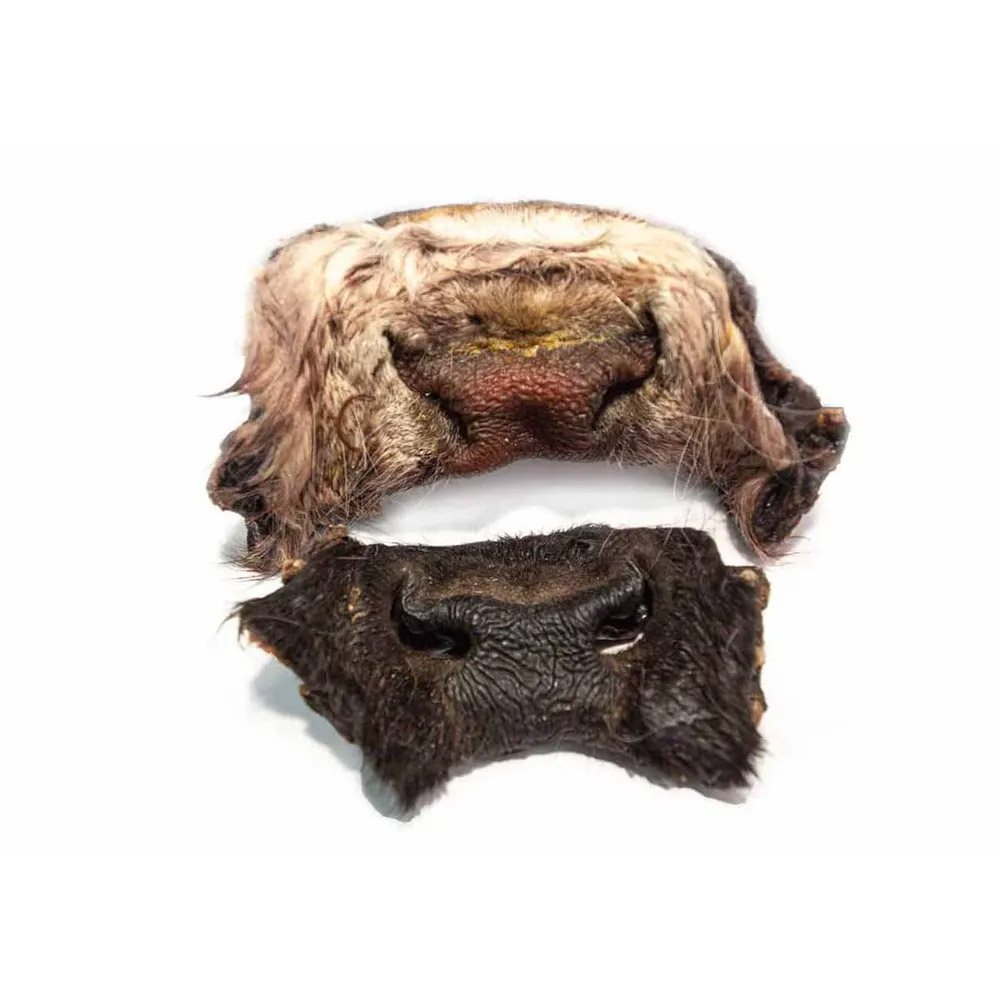 Ox mule with fur