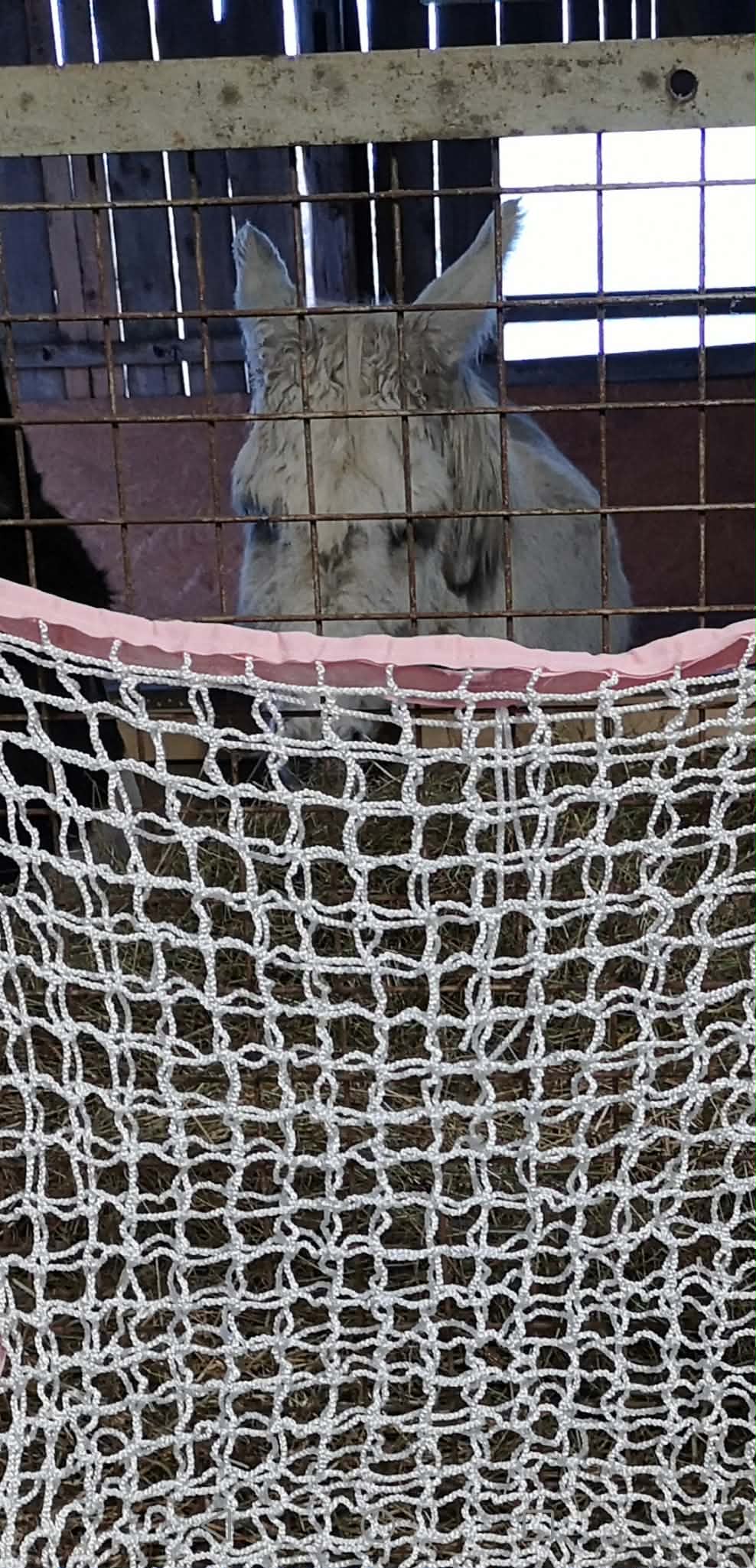 Hönät platt äldre modell.  - 2