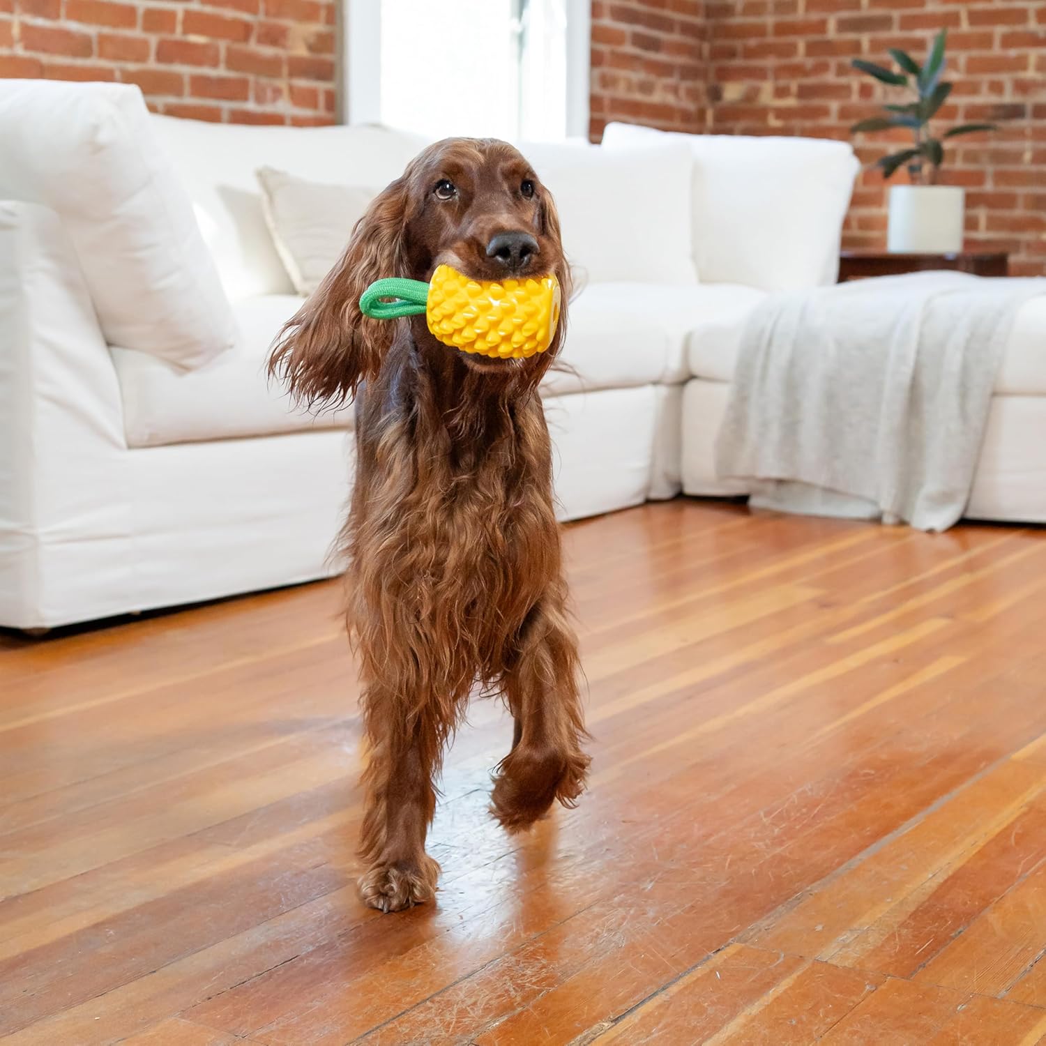 DENTAL PINEAPPLE - TREAT STUFFER - Nina Ottosson Treat Puzzle