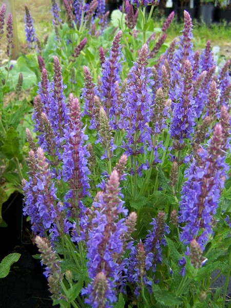7642  Salvia nemorosa  Blauhugel  I  Svenskt namn  :Stäppsalvia  I  Krukstorlek   : 11c  I  Förväntad Höjd  :  40 cm  I  Blomningstid :  juni-sept - 2