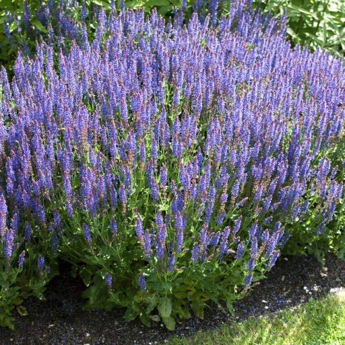 7642  Salvia nemorosa  Blauhugel  I  Svenskt namn  :Stäppsalvia  I  Krukstorlek   : 11c  I  Förväntad Höjd  :  40 cm  I  Blomningstid :  juni-sept