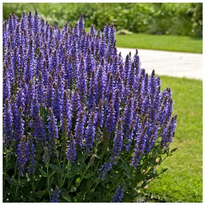 7642  Salvia nemorosa  Blauhugel  I  Svenskt namn  :Stäppsalvia  I  Krukstorlek   : 11c  I  Förväntad Höjd  :  40 cm  I  Blomningstid :  juni-sept - 3