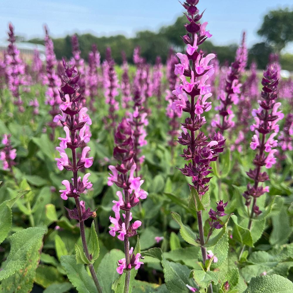 7632  Salvia nemorosa  Caradonna Pink  I  Svenskt namn  :Stäppsalvia  I  Krukstorlek   : 11c  I  Förväntad Höjd  :  50 cm  I  Blomningstid :  juni-sept