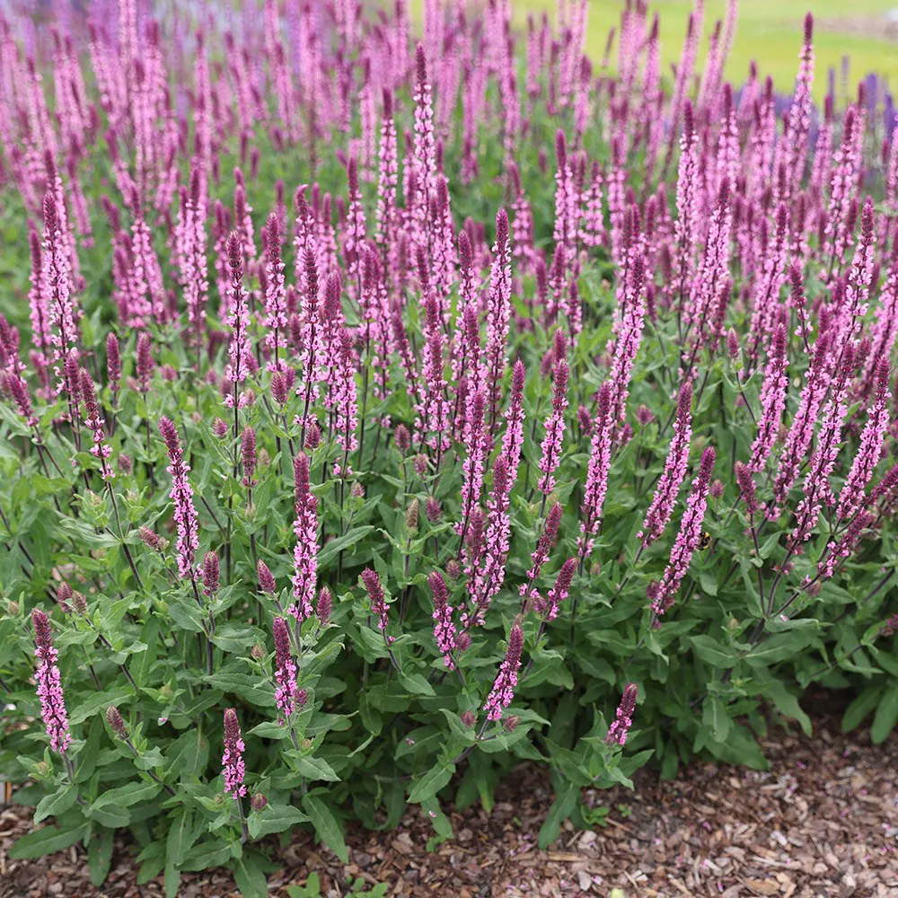 7632  Salvia nemorosa  Caradonna Pink  I  Svenskt namn  :Stäppsalvia  I  Krukstorlek   : 11c  I  Förväntad Höjd  :  50 cm  I  Blomningstid :  juni-sept - 3
