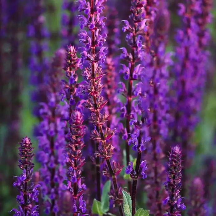 7626  Salvia nemorosa  Caradonna  I  Svenskt namn  :Stäppsalvia  I  Krukstorlek   : 11c  I  Förväntad Höjd  :  50 cm  I  Blomningstid :  juni-sept - 3