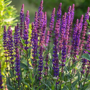 7626  Salvia nemorosa  Caradonna  I  Svenskt namn  :Stäppsalvia  I  Krukstorlek   : 11c  I  Förväntad Höjd  :  50 cm  I  Blomningstid :  juni-sept
