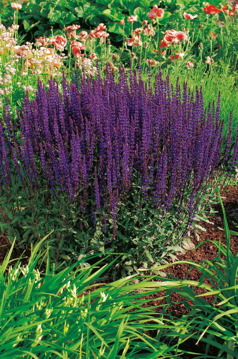 7626  Salvia nemorosa  Caradonna  I  Svenskt namn  :Stäppsalvia  I  Krukstorlek   : 11c  I  Förväntad Höjd  :  50 cm  I  Blomningstid :  juni-sept - 2