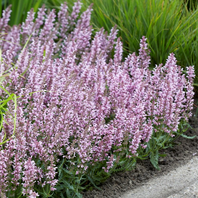 7630  Salvia nemorosa  Feathers Flamingo  I  Svenskt namn  :Stäppsalvia  I  Krukstorlek   : 11c  I  Förväntad Höjd  :  50 cm  I  Blomningstid :  juni-sept - 3