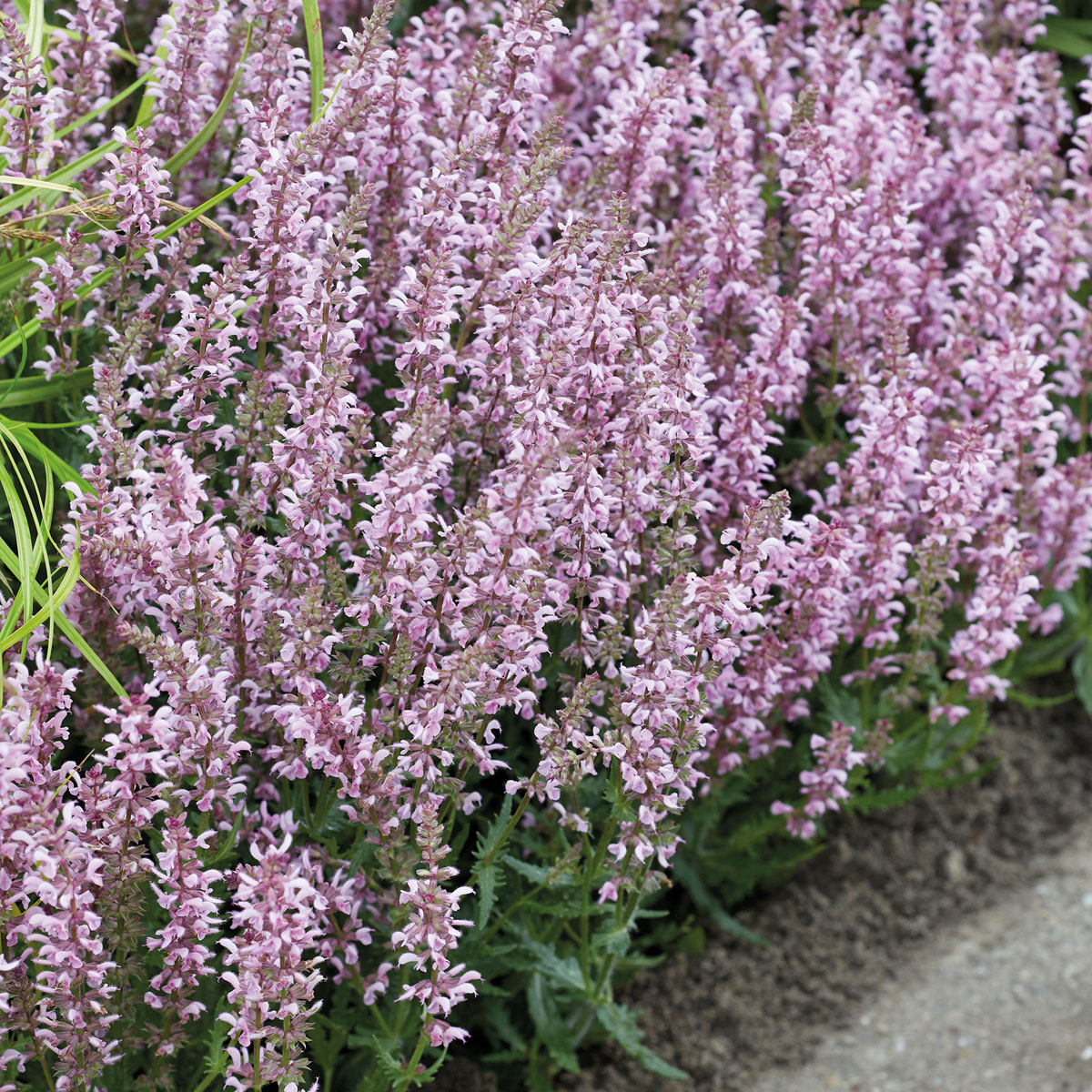 7630  Salvia nemorosa  Feathers Flamingo  I  Svenskt namn  :Stäppsalvia  I  Krukstorlek   : 11c  I  Förväntad Höjd  :  50 cm  I  Blomningstid :  juni-sept