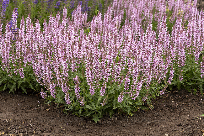 7630  Salvia nemorosa  Feathers Flamingo  I  Svenskt namn  :Stäppsalvia  I  Krukstorlek   : 11c  I  Förväntad Höjd  :  50 cm  I  Blomningstid :  juni-sept - 2