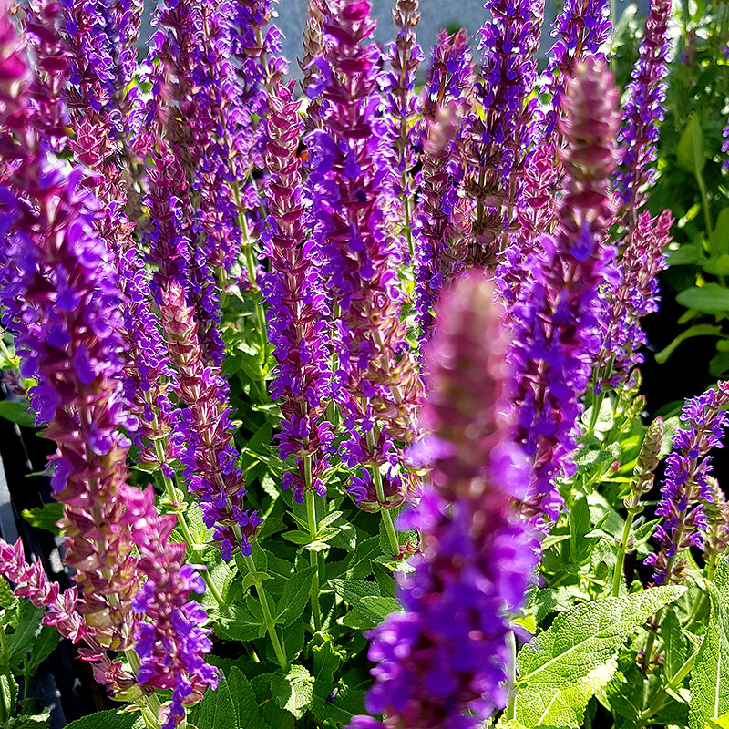 7650  Salvia nemorosa  Ostfriesland  I  Svenskt namn  :Stäppsalvia  I  Krukstorlek   : 11c  I  Förväntad Höjd  :  40 cm  I  Blomningstid :  juni-aug