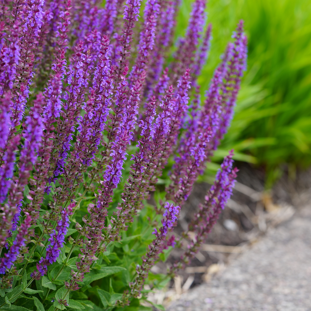 7650  Salvia nemorosa  Ostfriesland  I  Svenskt namn  :Stäppsalvia  I  Krukstorlek   : 11c  I  Förväntad Höjd  :  40 cm  I  Blomningstid :  juni-aug - 3