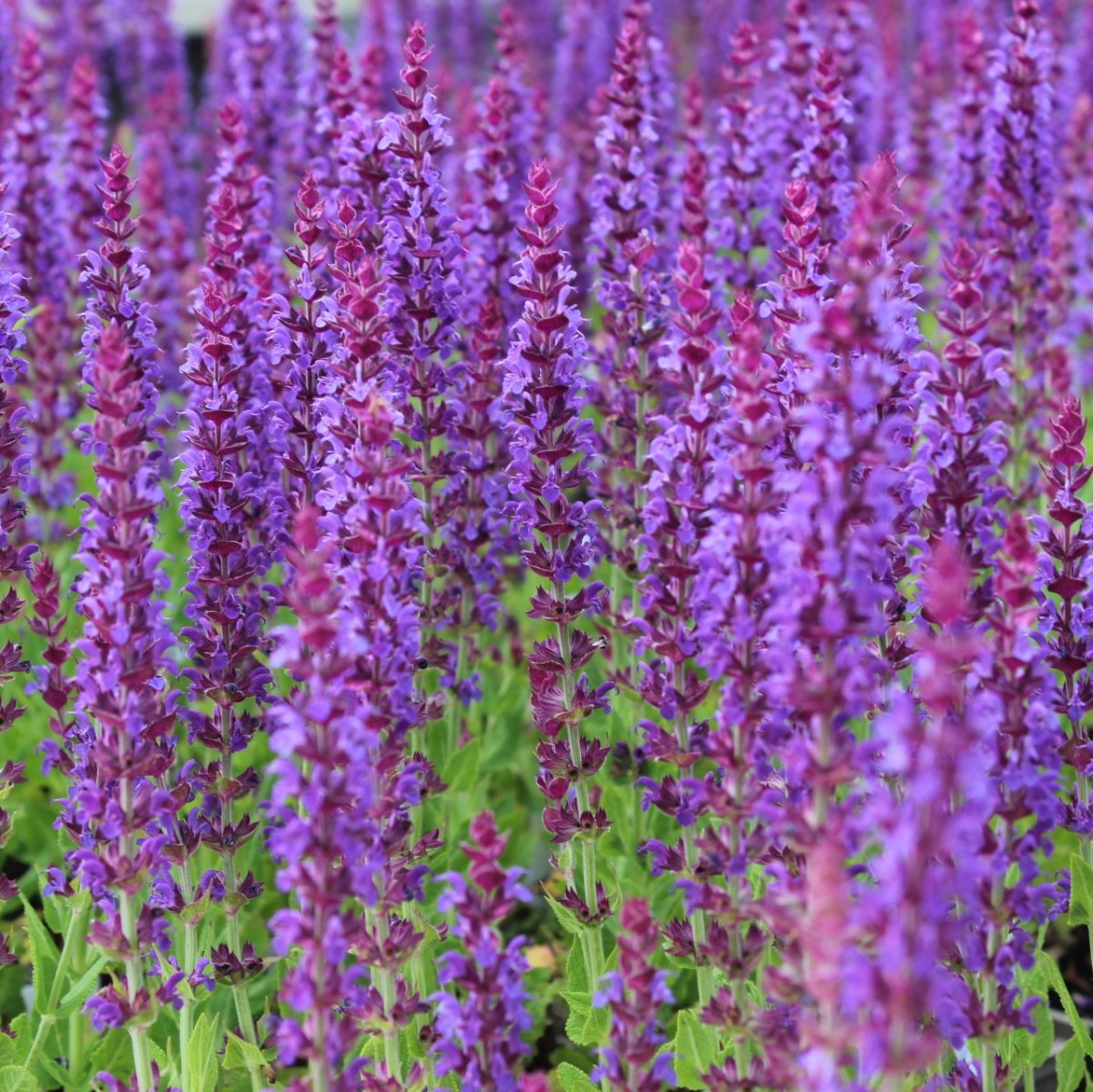 7650  Salvia nemorosa  Ostfriesland  I  Svenskt namn  :Stäppsalvia  I  Krukstorlek   : 11c  I  Förväntad Höjd  :  40 cm  I  Blomningstid :  juni-aug - 2