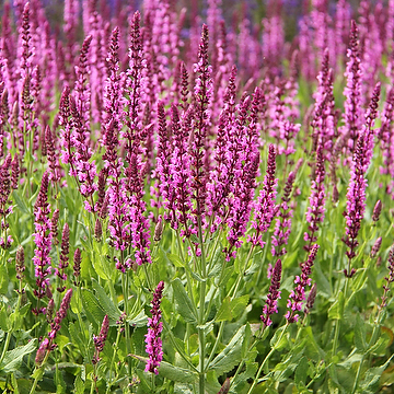 7656  Salvia nemorosa  Royal Magenta  I  Svenskt namn  :Stäppsalvia  I  Krukstorlek   : 11c  I  Förväntad Höjd  :  30 cm  I  Blomningstid :  juni-aug - 2