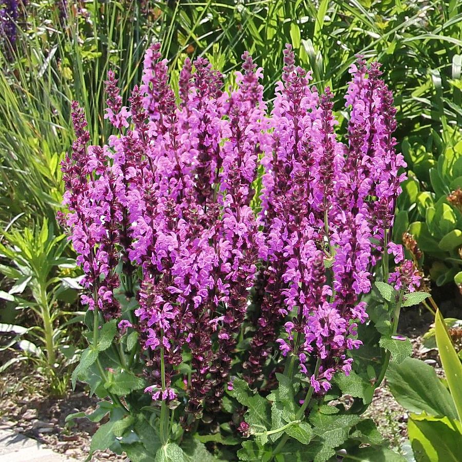 7656  Salvia nemorosa  Royal Magenta  I  Svenskt namn  :Stäppsalvia  I  Krukstorlek   : 11c  I  Förväntad Höjd  :  30 cm  I  Blomningstid :  juni-aug