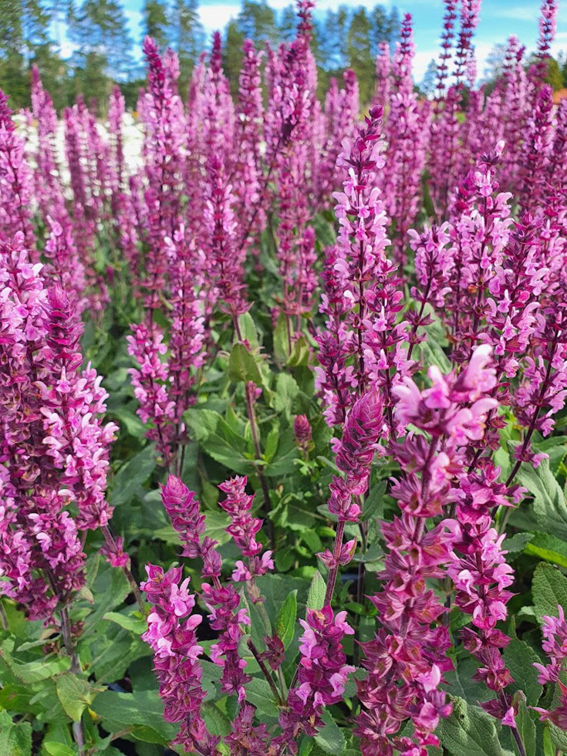 7656  Salvia nemorosa  Royal Magenta  I  Svenskt namn  :Stäppsalvia  I  Krukstorlek   : 11c  I  Förväntad Höjd  :  30 cm  I  Blomningstid :  juni-aug - 3
