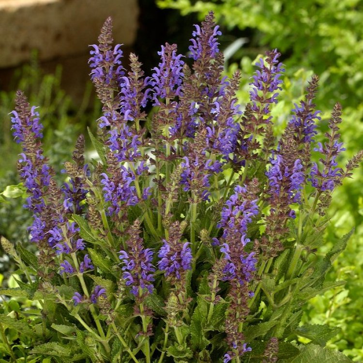 7655  Salvia nemorosa  Rugen  I  Svenskt namn  :Stäppsalvia  I  Krukstorlek   : 11c  I  Förväntad Höjd  :  40 cm  I  Blomningstid :  juni-aug