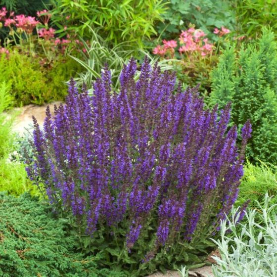 7655  Salvia nemorosa  Rugen  I  Svenskt namn  :Stäppsalvia  I  Krukstorlek   : 11c  I  Förväntad Höjd  :  40 cm  I  Blomningstid :  juni-aug - 2