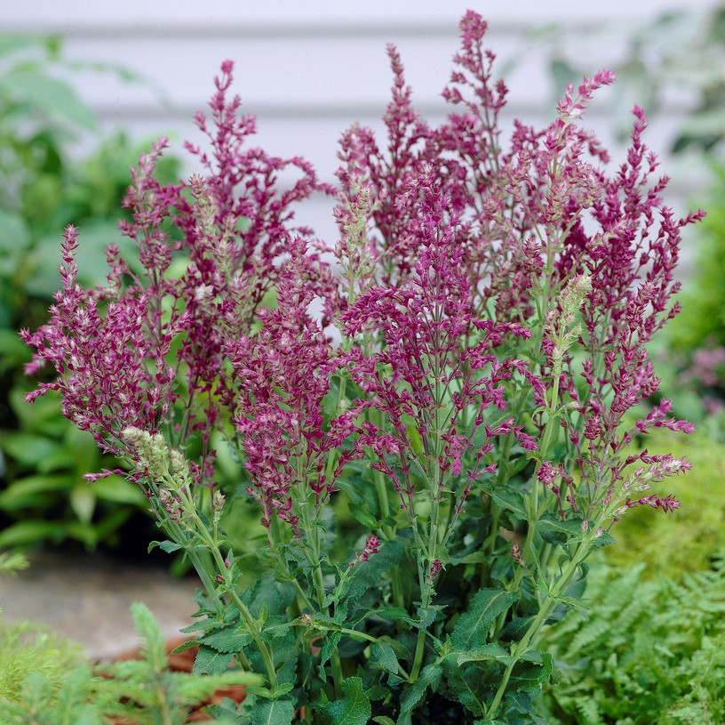 7659  Salvia nemorosa  Schwellenburg  I  Svenskt namn  :Stäppsalvia  I  Krukstorlek   : 11c  I  Förväntad Höjd  :  60 cm  I  Blomningstid :  juni-aug