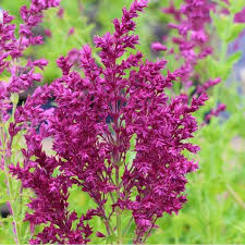 7659  Salvia nemorosa  Schwellenburg  I  Svenskt namn  :Stäppsalvia  I  Krukstorlek   : 11c  I  Förväntad Höjd  :  60 cm  I  Blomningstid :  juni-aug - 2