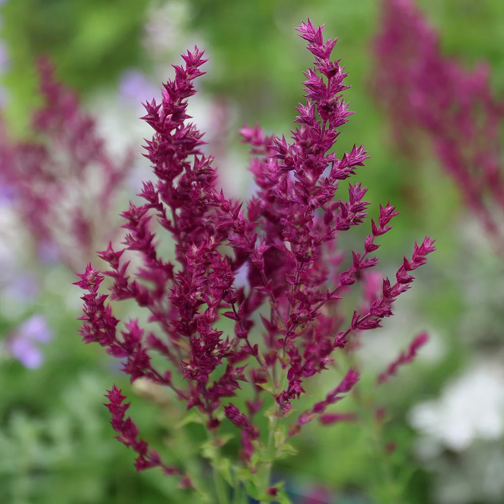 7659  Salvia nemorosa  Schwellenburg  I  Svenskt namn  :Stäppsalvia  I  Krukstorlek   : 11c  I  Förväntad Höjd  :  60 cm  I  Blomningstid :  juni-aug - 3