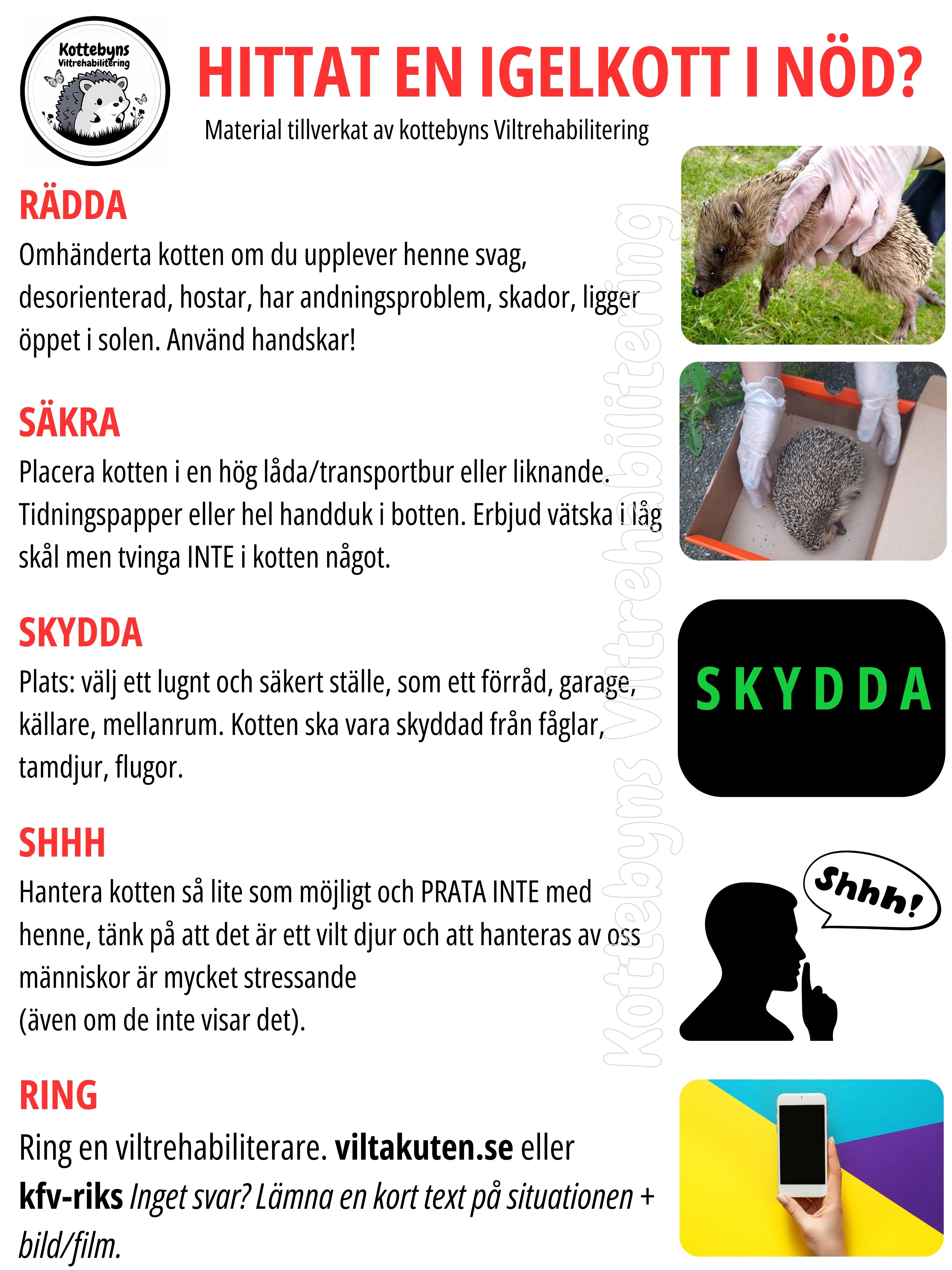 Hittat en kotte i nöd